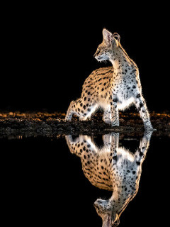 Serval at Zimanga Private Game Reserve, South Africa.