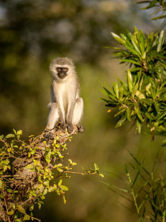 Vervet monkey at Zimanga Private Game Reserve in South Africa.