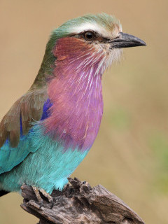 Lilac-breasted roller in Serengeti National Park, Tanzania