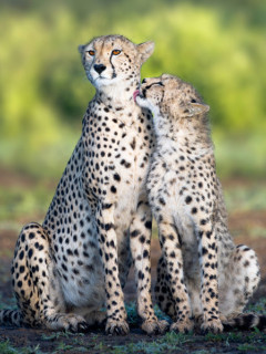 Cheetah mother with cub near Ndutu, Ngorongoro Conservation Area in Tanzania.