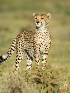 Cheetah in Tanzania.