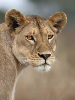 Lioness in Tanzania