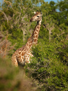 Masai giraffe in Tanzania