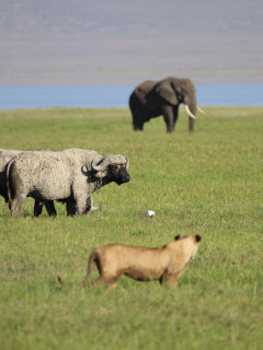 Lion, elephant and buffalo in Ngorongoro Conservation Area, Tanzania.