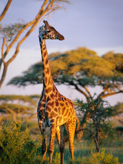 Masai giraffe  in Ngorongoro Conservation Area, Tanzania.
