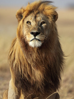 Lion in Serengeti National Park, Tanzania
