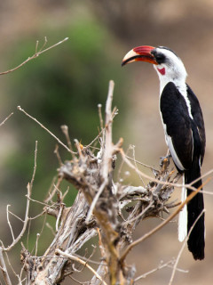 Von der Decken's hornbill in Tarangire National Park, Tanzania