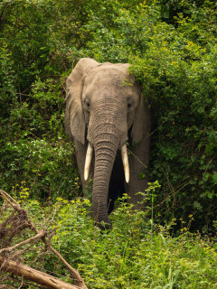 African elephant in Uganda.