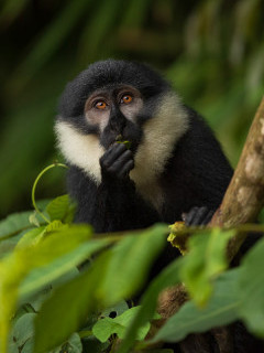 Blue monkey in Uganda.