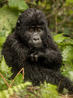 Gorilla in Uganda.
