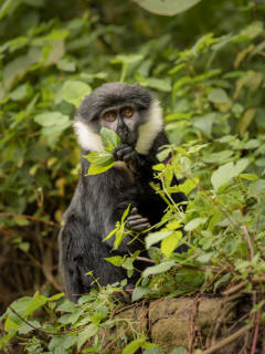 L'hoest's monkey in Uganda.