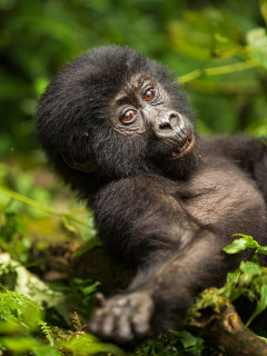 Gorilla in Uganda.
