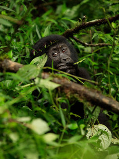 Gorilla in Uganda.
