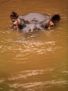 Hippo in Uganda.