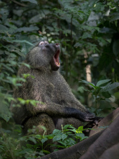 Baboon in Uganda.