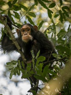 Chimp in Uganda.