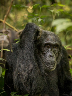 Chimpanzee in Uganda.