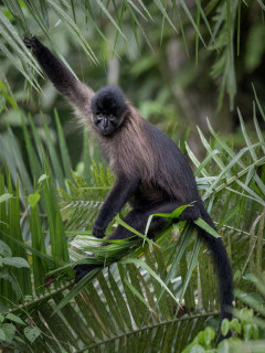 Grey-cheeked mangabey in Uganda.