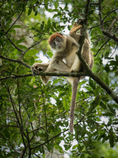 Red-colobus monkey in Uganda.