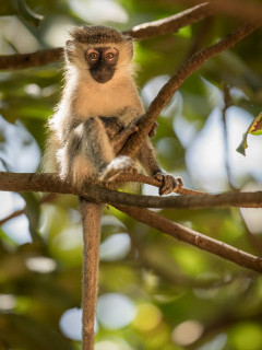 Vervet monkey in Uganda.