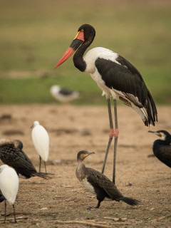 Saddle-billed stork in Uganda.