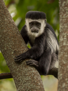 Black and white colobus monkey in Uganda.