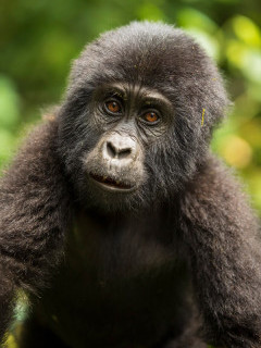 Gorilla in Bwindi, Uganda.