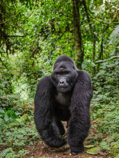 Mountain gorillia in Bwindi, Uganda.