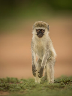 Vervet monkey in Lake Mburo, Uganda.