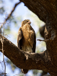 Wahlberg's eagle in South Luangwa National Park, Zambia.