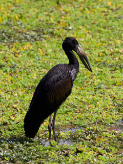 Open-billed stork in South Luangwa National Park, Zambia.