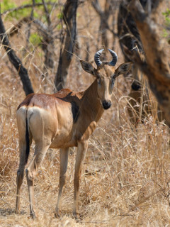 Lichtenstein's hartebeest in Kafue, Zambia.