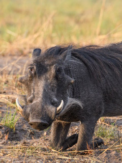 Warthog in Kafue National Park, Zambia