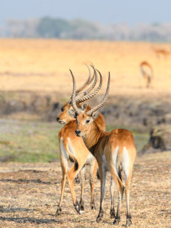 Red lechwe in Kafue, Zambia.