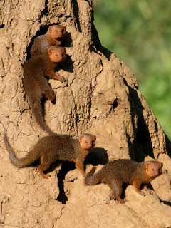 Dwarf mongoose near the Lower Zambezi, Zambia