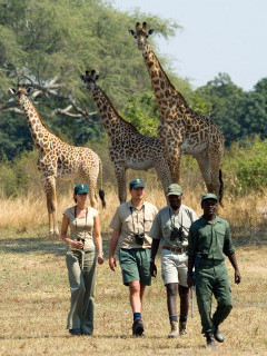 People on a walking safari in South Luangwa National Park, Zambia 