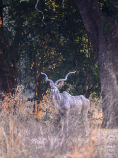 Kudu in North Luangwa National Park, Zambia