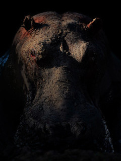 Hippo in South Luangwa National Park, Zambia.