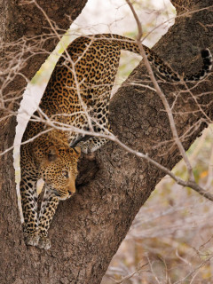 Leopard in South Luangwa National Park, Zambia.