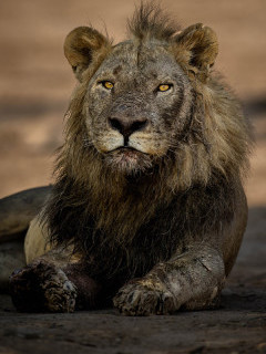 Lion in South Luangwa National Park, Zambia.