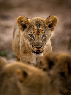 Lion cub in South Luangwa National Park, Zambia.