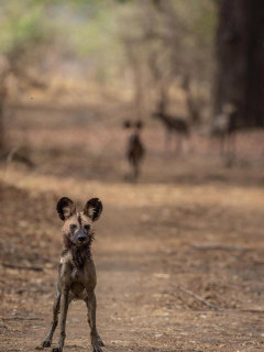 African wild dog in South Luangwa National Park, Zambia.
