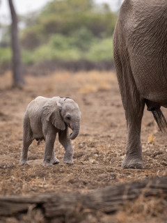 Elephant in South Luangwa National Park, Zambia.