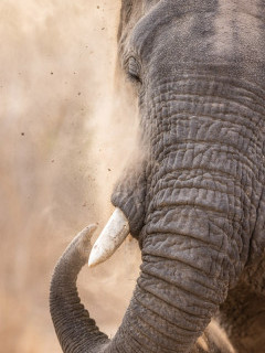 Elephant in South Luangwa National Park, Zambia.