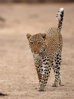 Leopard in South Luangwa National Park, Zambia.