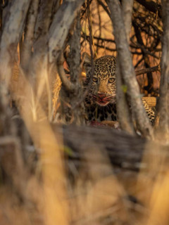 Leopard in South Luangwa National Park, Zambia.