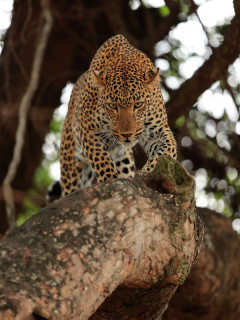 Leopard in South Luangwa National Park, Zambia.