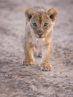 Lion cub in South Luangwa National Park, Zambia.