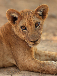 Lion cub in South Luangwa National Park, Zambia.