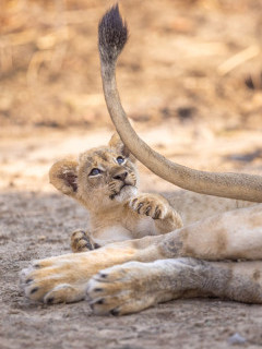 Lion cub in South Luangwa National Park, Zambia.